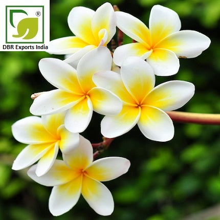 Yellow Liquid Frangipani Oil, For Medicine and Cosmetic, Packaging Type:  Bottle at Rs 1800/kg in Greater Noida