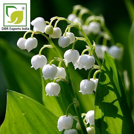 Lily of the Valley Absolute, 100% Pure &Natural Essential Oil Uncut or  diluted