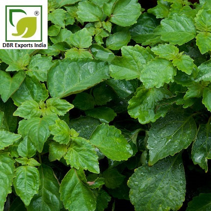 Indonesian patchouli online