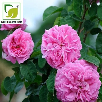 Rose Oil, (Rosa damascena) Premium Grade, India, retailer Steam Distilled Rose Oil