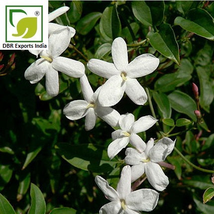 Jasmine Absolute Oil | DBR Exports India